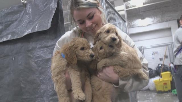 KWWL's tweet photo. VIDEO: 95 dogs rescued after statewide investigation
https://t.co/iKH0qpqF9a https://t.co/Grv02ZeLgV