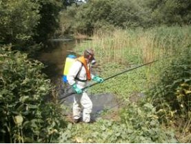 #FloatingPennywort being treated @ #Langham #Essex #InvasivesWeek #getINNSvolved <a href="/CheckCleanDryGB/">Check Clean Dry GB</a> #Suffolk