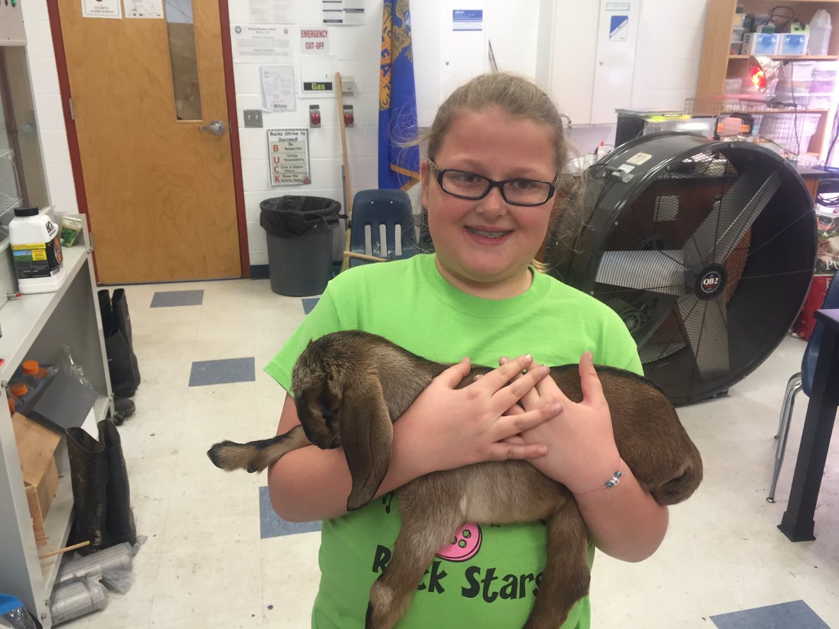beachji's tweet photo. Bozeman students working with day old kids. @BozemanAg #realvetprogram https://t.co/GxjmeKeuYr
