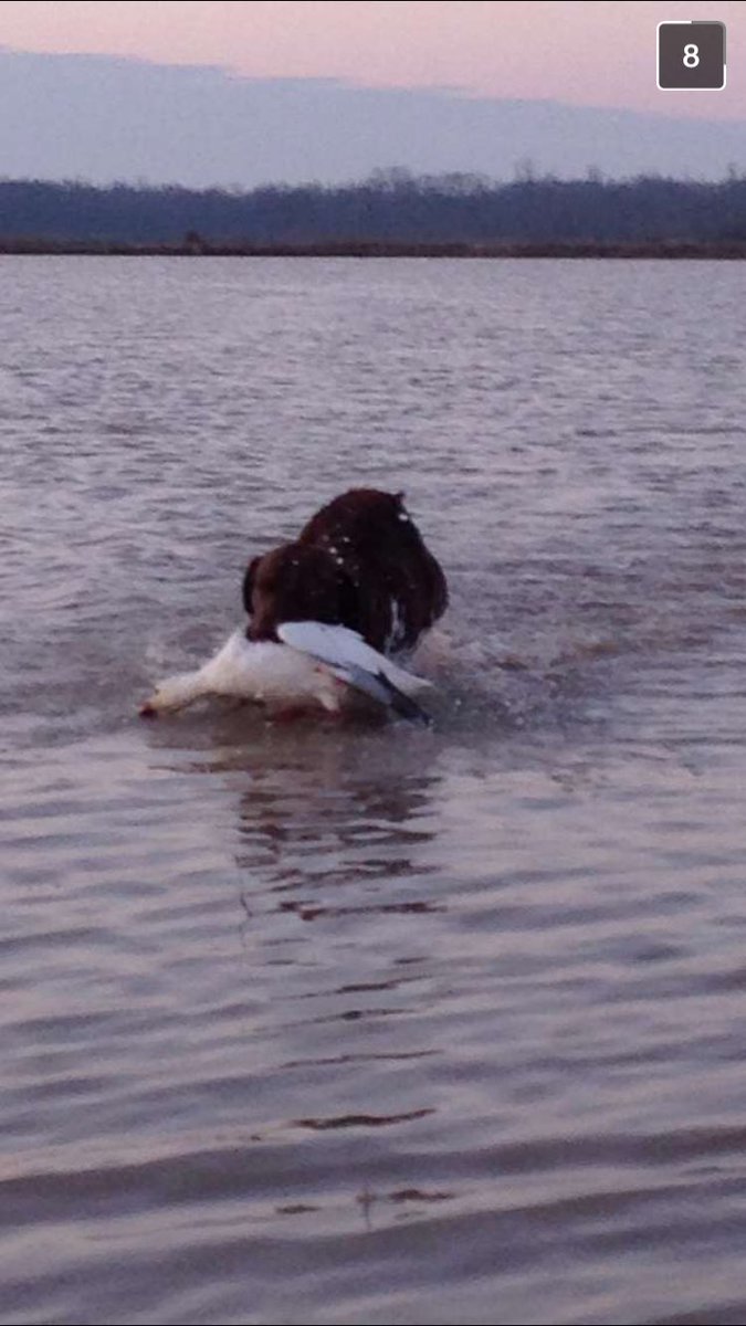 WesBottom's tweet image. Little late but wrap up the year standing on some snow geese. #WesBottom