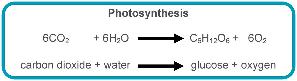 ogabiology's tweet image. B2: Photosynthesis equations: #learnthem Remember that light energy is needed too.