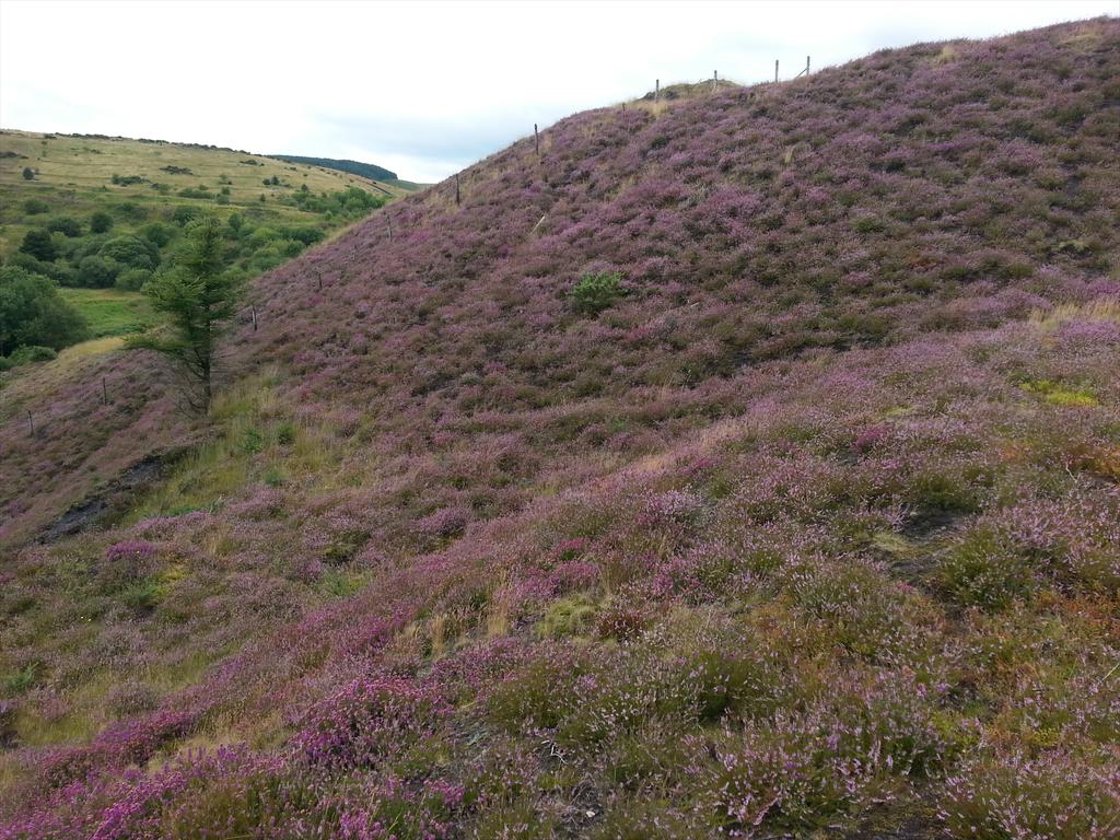 Colliery Spoil Biodiversity Initiative tweet media