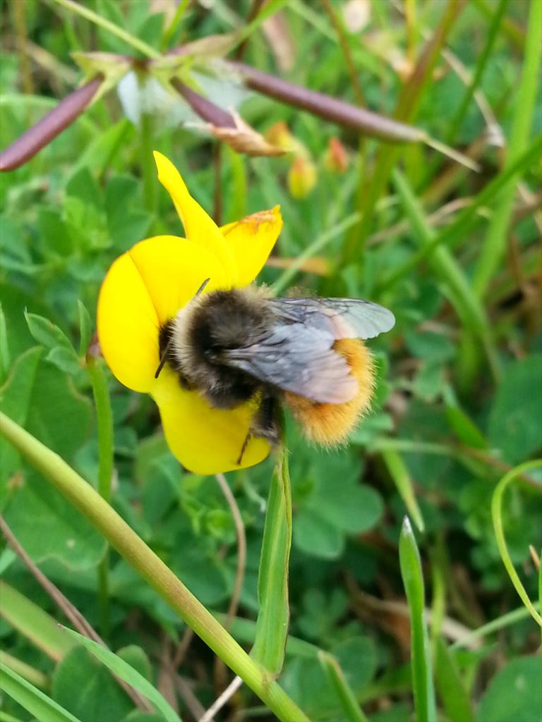 Colliery Spoil Biodiversity Initiative tweet media