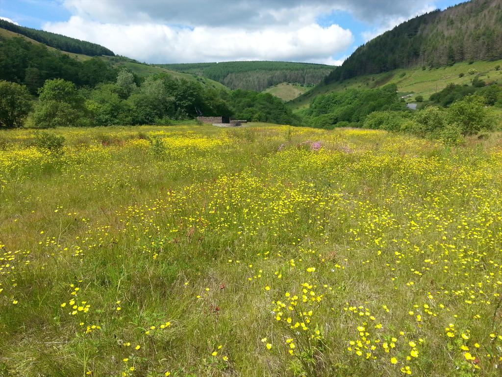 Colliery Spoil Biodiversity Initiative tweet media