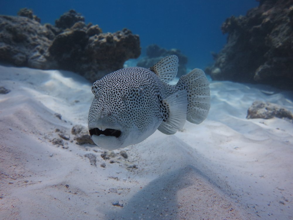 PADI's tweet photo. Check out these bizarre marine life mating rituals, including the pufferfish's crop circles: https://t.co/U1Sdhj8ASZ https://t.co/PxKykJ128h