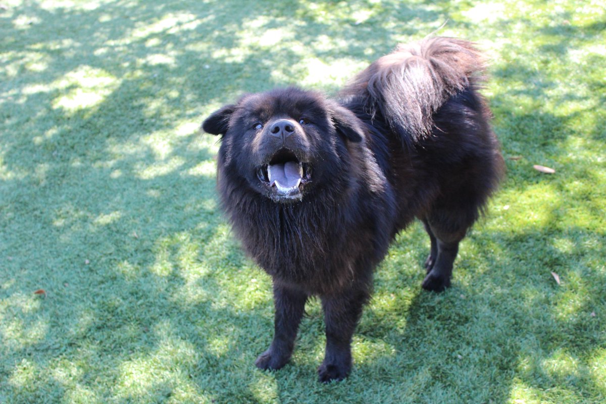 OCAS_Orlando's tweet image. Chewy Bear (A287920) is a smiley and handsome pup who needs a home! #adopt #handsomepup #energeticdog