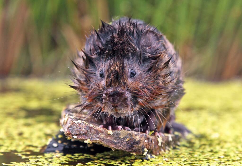Vole Facts tweet media