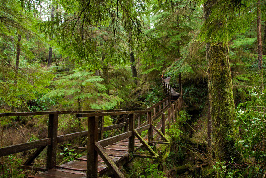 tourism_tofino's tweet photo. RT @Ross_Leathley: @NikonCanada The greenest place I've ever been... #tofino #rainforest #BC #Canada #D200 https://t.co/26E7AmbBUv