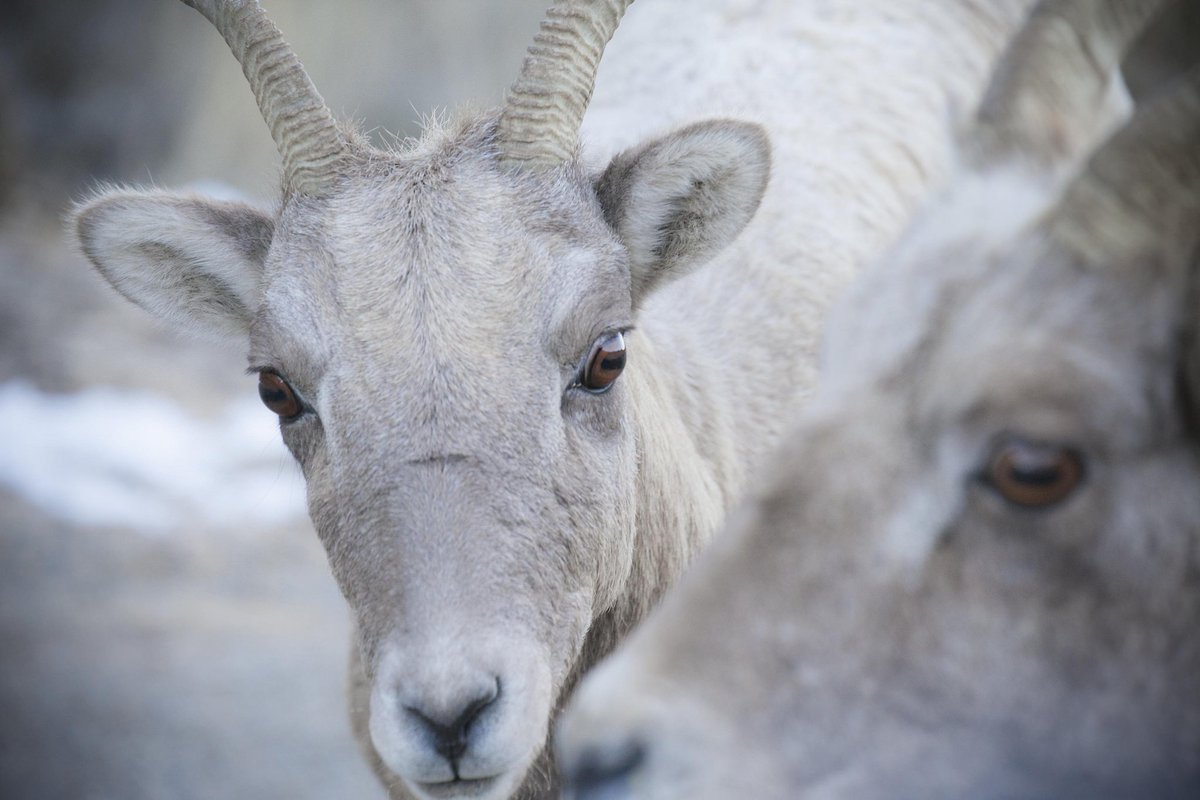 USFWS's tweet photo. Female bighorn sheep (ewes) have shorter horns that curve slightly. Photo at National Elk Refuge by Katie Theule. https://t.co/sPiNjbpqis