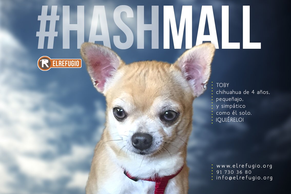 el_refugio's tweet photo. ¿Puede una persona enamorarse de un perro del tamaño de una grapadora? Descúbrelo, adóptalo. #hashmall #hashadopt https://t.co/Bu5CdxxY2R