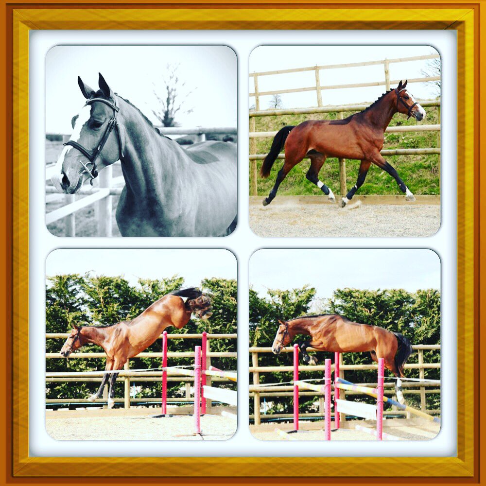 Harringtonhorse's tweet photo. #PlotBlue x #Diarado stallion for sale #horsesforsale #jumpinghorses https://t.co/57w8M7fR0w