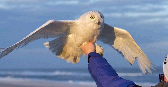 Discovery's tweet image. A snowy owl named Baltimore has provided some amazing migration data &amp;gt;&amp;gt;  bit.ly/1QwhvTU