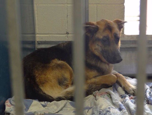 CODE RED🆘🆘ON TDY'S KILL LIST NOT ENOUGH PLEDGES😰CAN BE KILLED AT ANYTIME PLZ HELP😭 m.facebook.com/FriendsOfArizo… #AZ