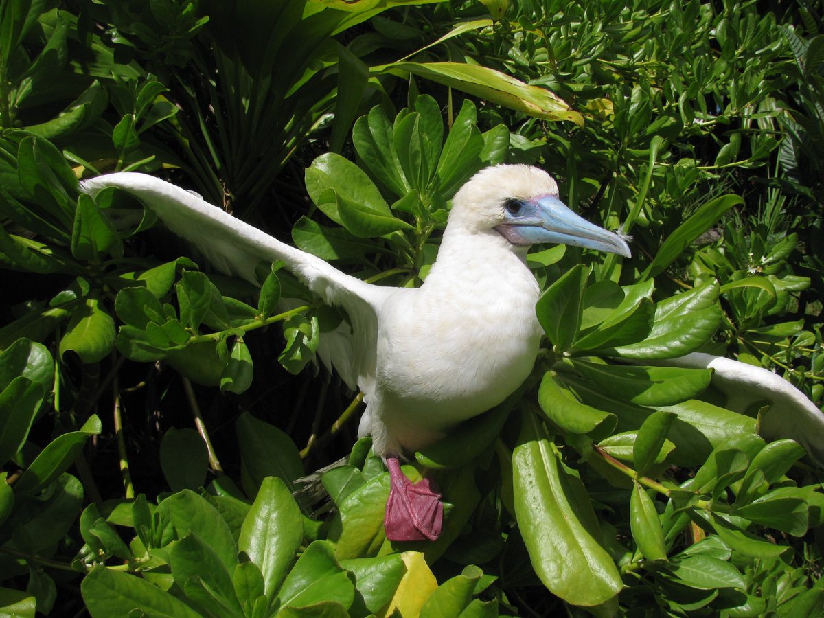 Red Footed Booby #WorldWildlifeDay!  Protect our wildlife everyday! #saveourseabirds #seabird #bird #conservation
