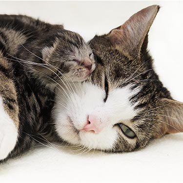 Anna is one moggy mum who's going to have her paws full this #MothersDay: ow.ly/Z3MwM