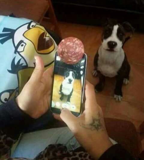 oberlustig's tweet photo. Foto mit dem Hund https://t.co/f7Q9270n5w