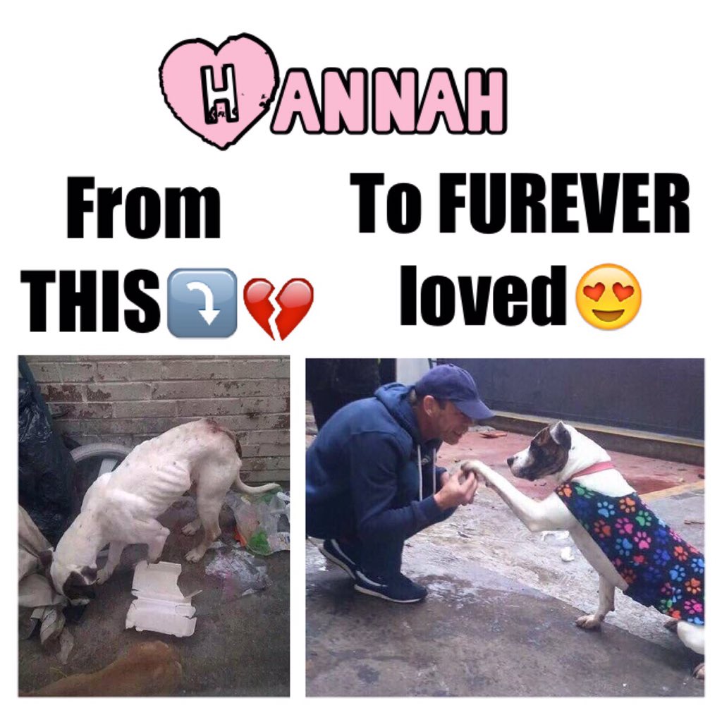 L👀K how><a href="/NWDogRescue/">FindingFureverHomes</a> helped Hannah!
Can you them help MORE🐶?
🙏🏻Text📲 FFHX50 £amt to 70070
OR⏩findingfureverhomes.org.uk/donate.html