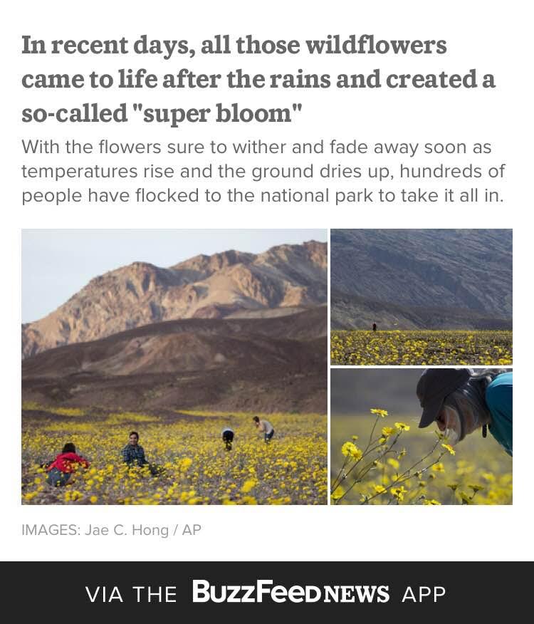 Death Valley in California has turned into a "Super Bloom" buzzfeed.com/jasonwells/sup…