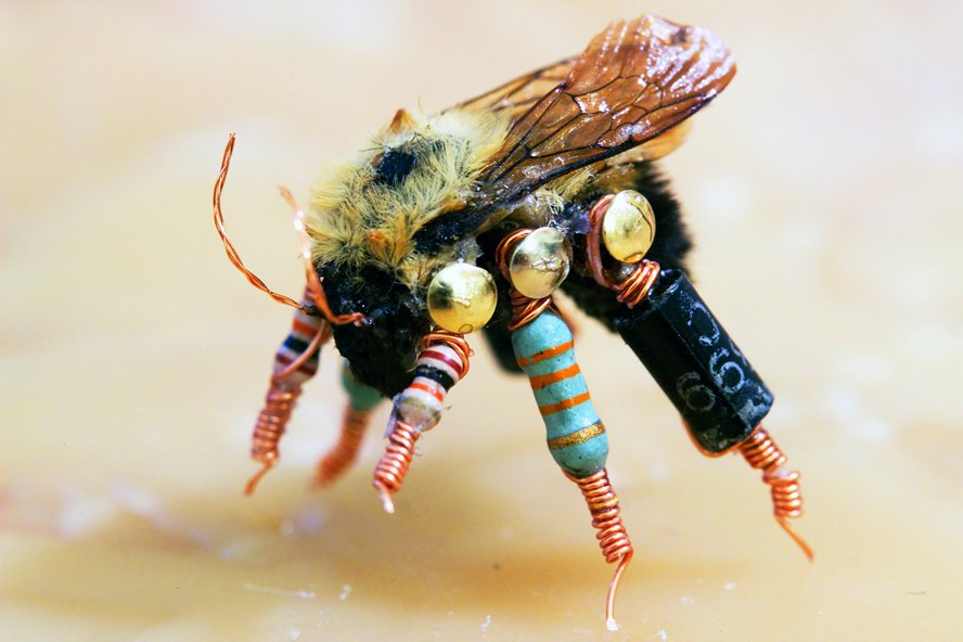 TribScottD's tweet photo. .#StrutsGallery, Faucet exhibition to feature ‘cybernetically altered’ bees
https://t.co/y54i8pXkmp https://t.co/3XFT1Lukcb