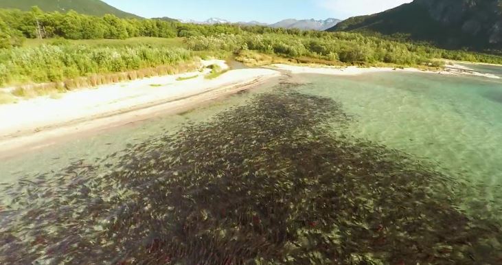 Drone captures #Alaska #SockeyeSalmon run from above #eatwildsavewild <a href="/BBSockeye/">Bristol Bay Sockeye</a> twistedsifter.com/videos/drone-c…