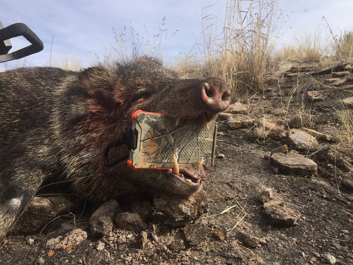 darkenergytech's tweet photo. Now Javelina tested! #DarkEnergyPoseidon #destructiontested https://t.co/gfQ6rlLNLN PC: @AZ Extreme Hunting https://t.co/XptbWiku1d