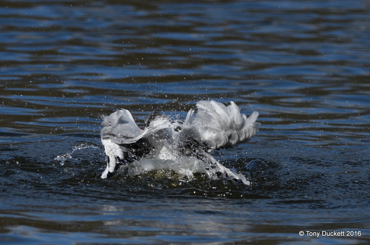 parkbirdslondon's tweet photo. Bath day in Regent's Park.
#londonbirds #LBCbn #birding #Birds #RPFoundation #waterfowl https://t.co/lfRMWAycj1