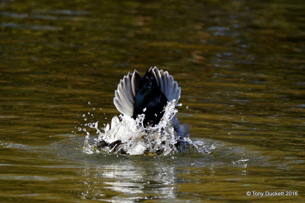 parkbirdslondon's tweet photo. Bath day in Regent's Park.
#londonbirds #LBCbn #birding #Birds #RPFoundation #waterfowl https://t.co/lfRMWAycj1