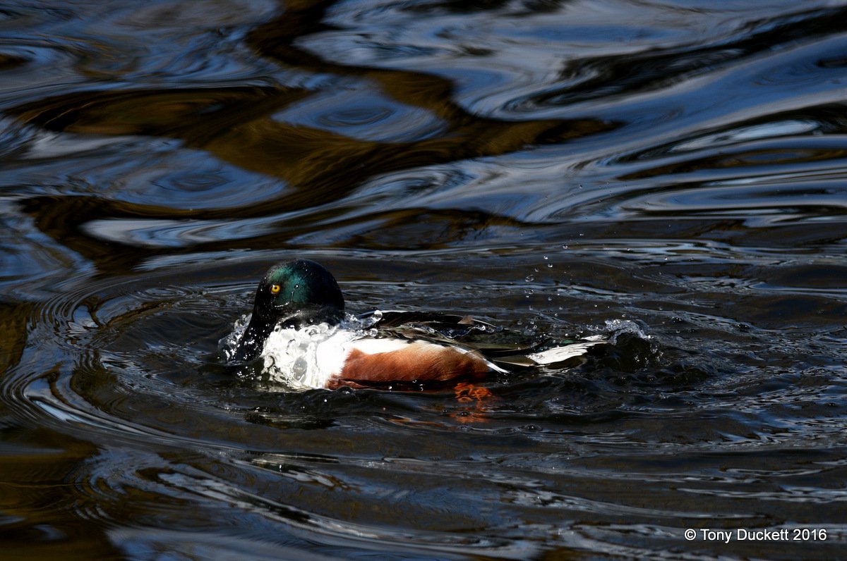 parkbirdslondon's tweet photo. Bath day in Regent's Park.
#londonbirds #LBCbn #birding #Birds #RPFoundation #waterfowl https://t.co/lfRMWAycj1