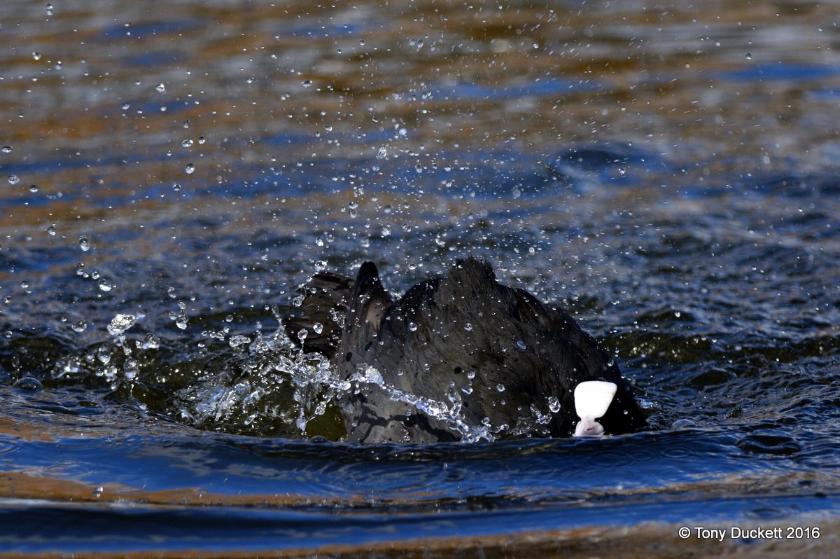parkbirdslondon's tweet photo. Bath day in Regent's Park.
#londonbirds #LBCbn #birding #Birds #RPFoundation #waterfowl https://t.co/lfRMWAycj1
