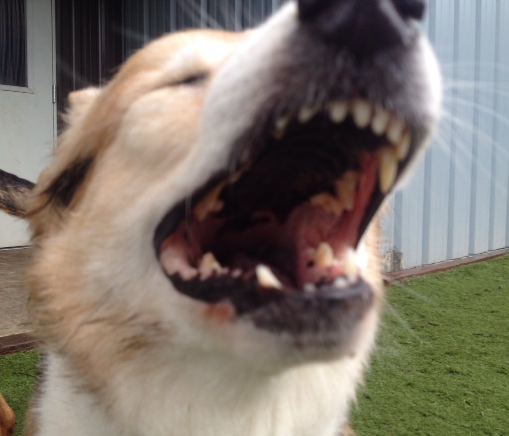 StayPetHotel's tweet photo. #StayDogsSay "ACHOOOOO! Is it allergy season already??" -Elphie https://t.co/kf77yBM5qX