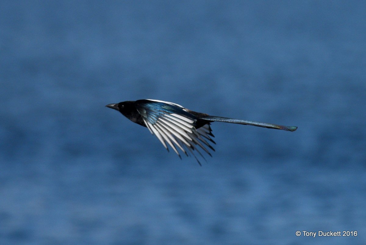 parkbirdslondon's tweet photo. I took a few other half decent flight shots in the park today.
#birdsinflight #Birds #londonbirds #RPFoundation https://t.co/8d3jWlmrn4