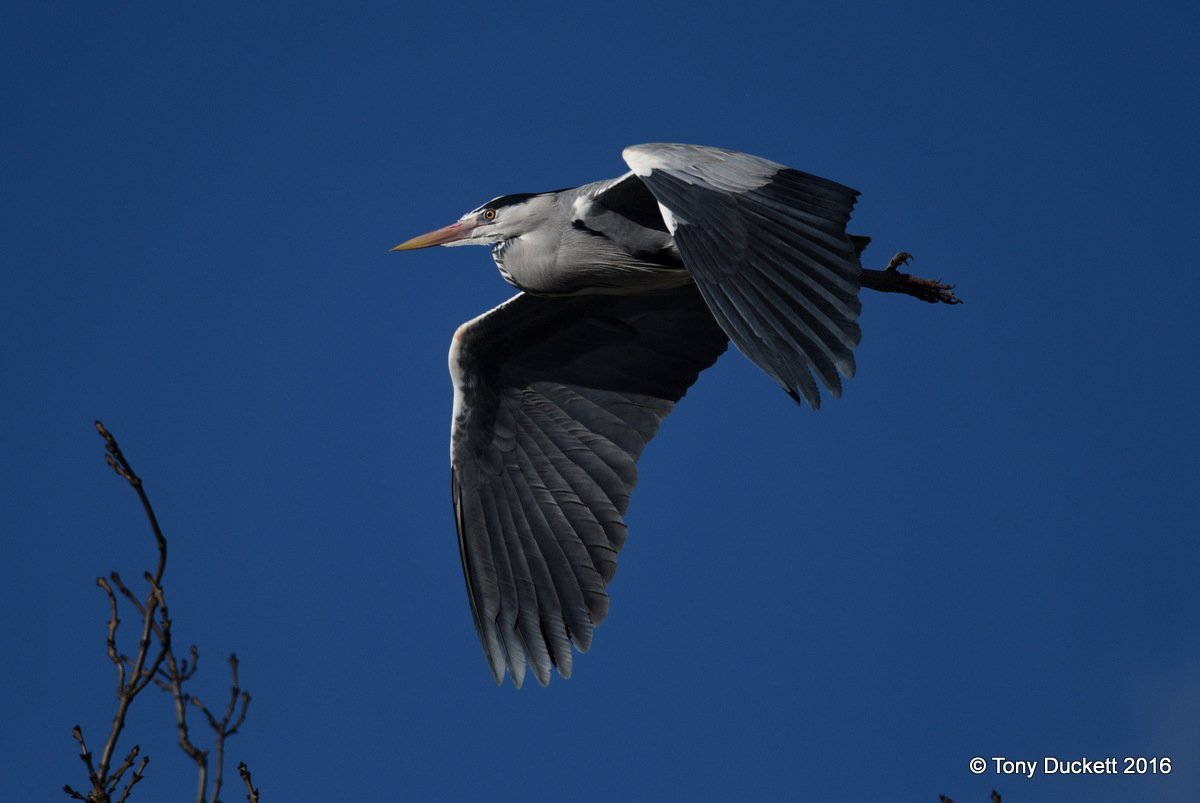 parkbirdslondon's tweet photo. I took a few other half decent flight shots in the park today.
#birdsinflight #Birds #londonbirds #RPFoundation https://t.co/8d3jWlmrn4