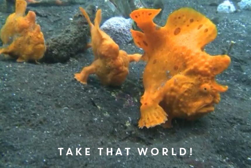 idnolb1's tweet photo. @FaronGidge #takethatworld #suddenlyiwantagrilledcheese #memeofthecentury #onlyinsamsnightmares #cheesefish https://t.co/uvLMod2MxV
