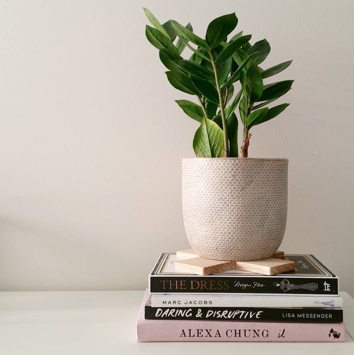 theoutdoorcoll's tweet photo. Looking for a resilient #indoorplant that can tolerate your neglect? #scottleung #ega https://t.co/Z0WmEJ9QhB https://t.co/bmqv9dJl4d