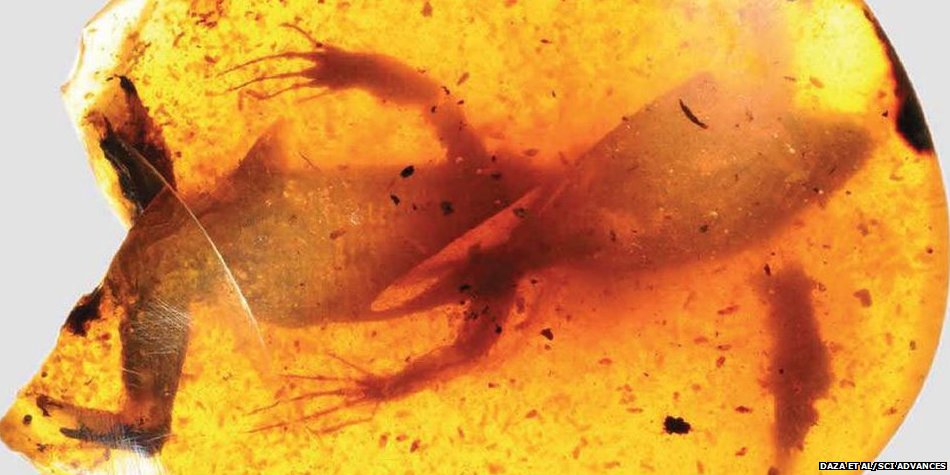 BBCWorld's tweet photo. Lizards locked in amber for 99 million years give glimpse of "lost world", scientists say https://t.co/qyseWa9O1j https://t.co/GtXeoaPxcG