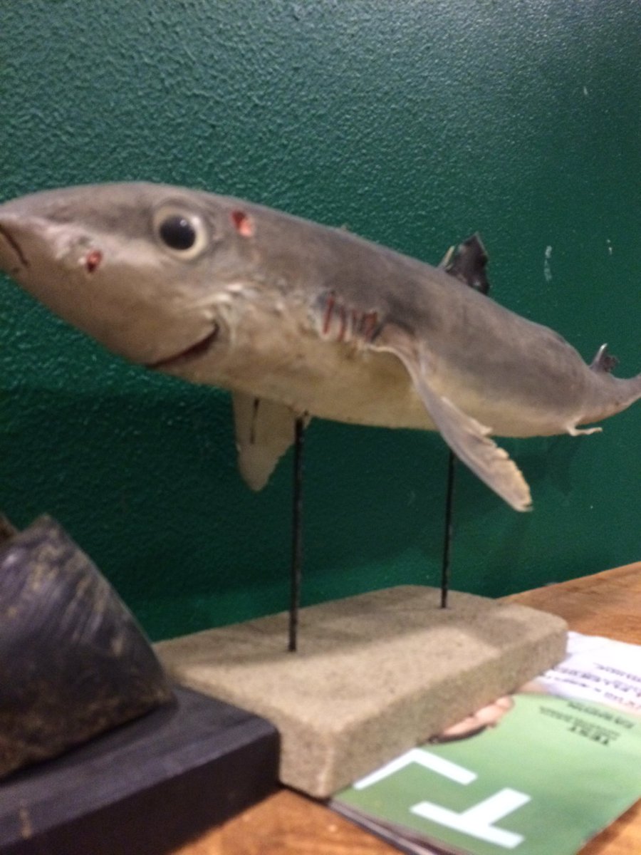 Hestefanden's tweet photo. Den gladeste fisk i verden #llnet #jelling https://t.co/oIgELfNF5B
