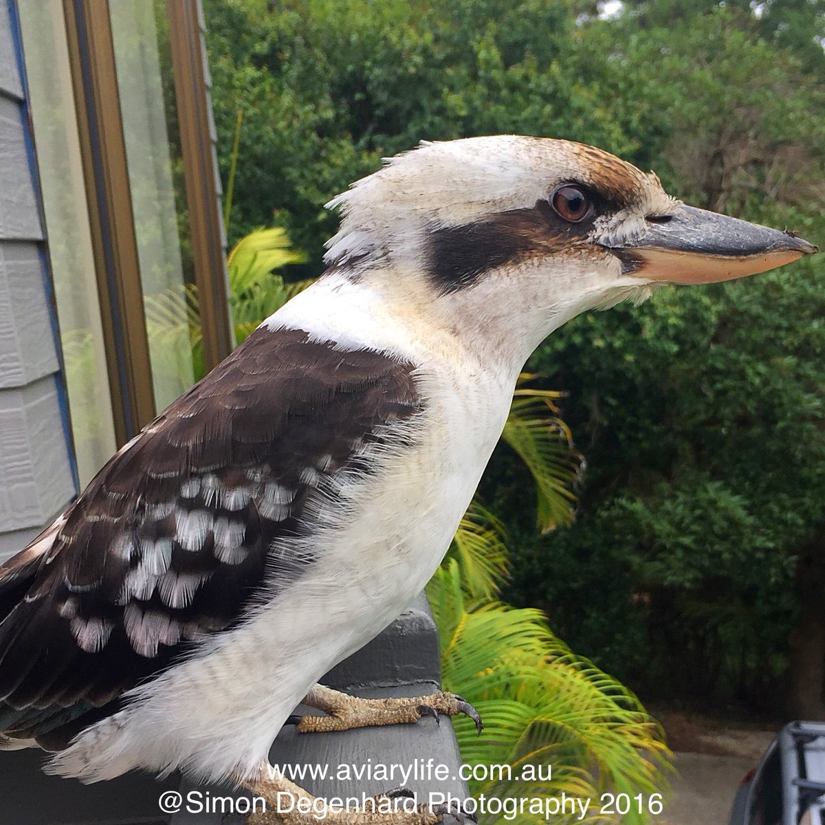SimonDegenhard's tweet photo. Kookaburra Kev! https://t.co/BfzJKpD6Eg https://t.co/ChYcGoKhlD