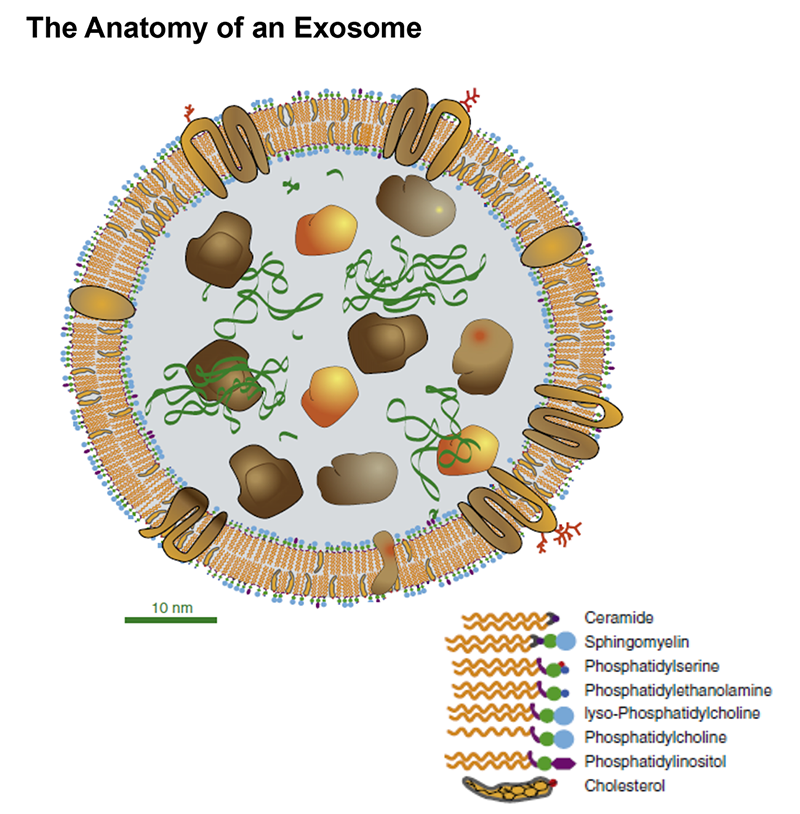 GIBCO's tweet photo. Do you know why #exosome depletion is important in FBS? https://t.co/zbITQOgY9g https://t.co/GaFKeUctTi