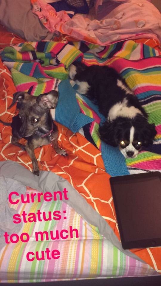 ChiTownChiweeni's tweet photo. @DogVacay met my new best friend! #BestDogVacayEver #puppypals https://t.co/ReLmnGJYSF