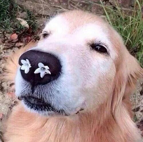 PuppyPorns's tweet photo. https://t.co/3rrqFta3Tz
