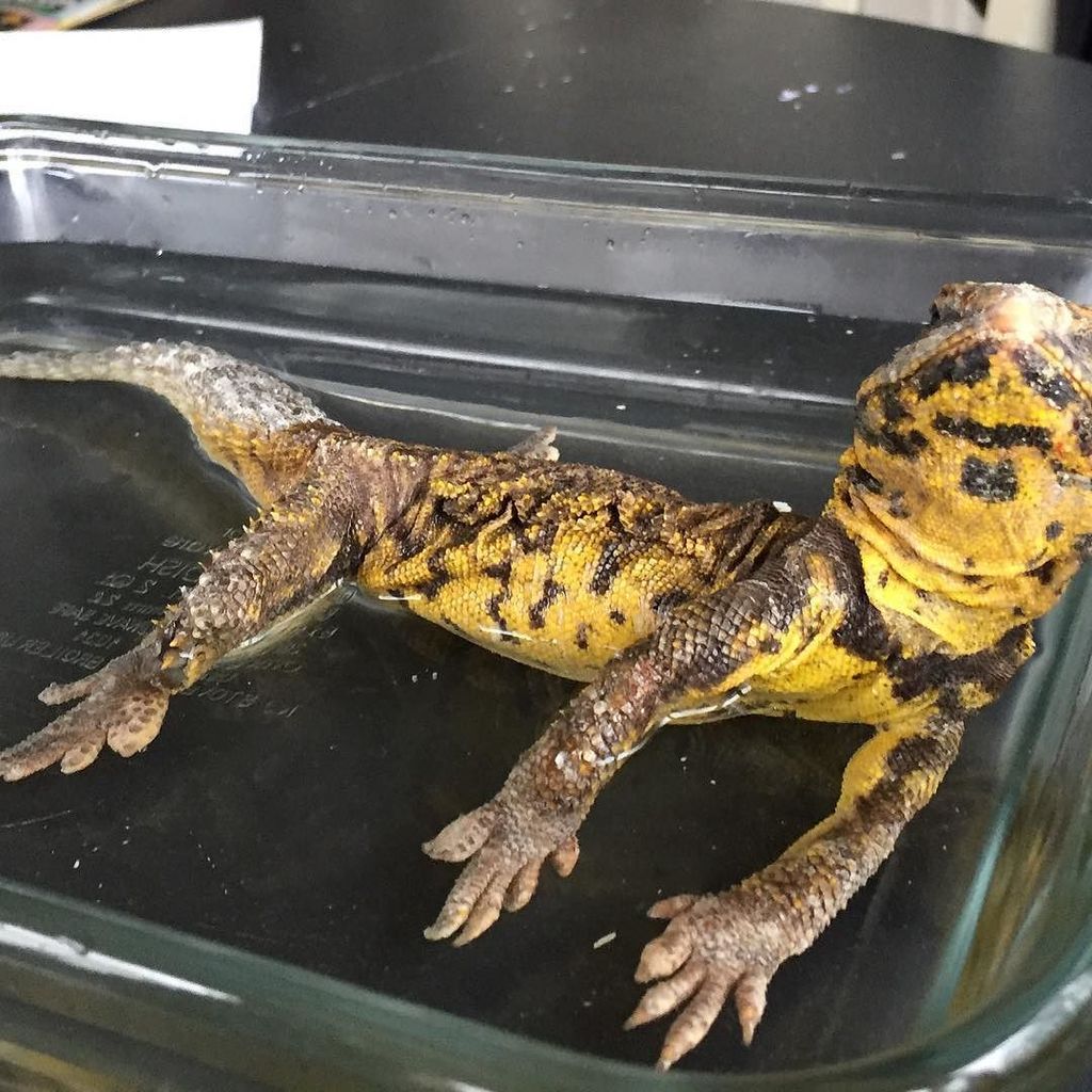InglenookCreate's tweet photo. Everyone deserves a good soak in Friday evening. #uromastyx #hotbath
#DIYlancaster #lanca… https://t.co/tvBpI6qZaG https://t.co/PUcPhTT1qI