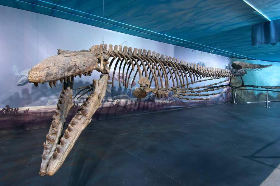 Aurora Fossil Museum T Co Mu7fxjx25u Meet Bruce Mosasaur Canadian Fossil Discovery Centre In Morden Manitoba Fossilfriday T Co Jv9kgsia24
