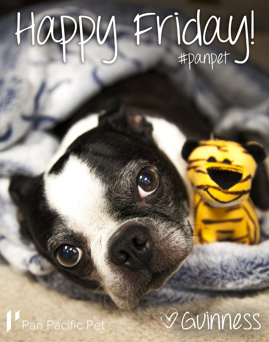 #happyfriday from the cutest #panpet #guinness!
We love this little #bostonterrier #officedog :)