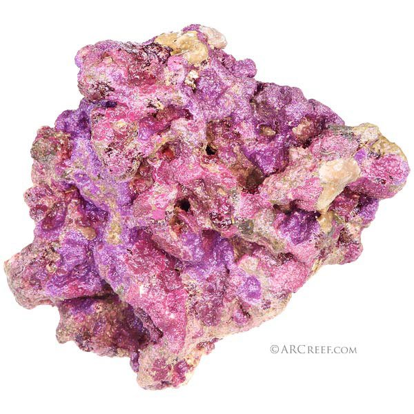 ArcReef's tweet photo. #ocean #acidification will impact #coralline algae and #Liverock #aquarium #corals #ARCreef https://t.co/sZ3OA7InPQ https://t.co/gX7yCHumez