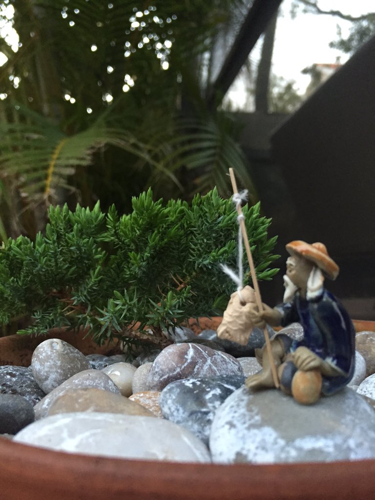 TalbotZac's tweet photo. Sensei bonsai. https://t.co/tcum7iCw0Y