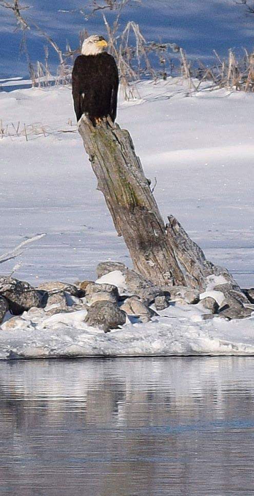 Colin_Var_Ryan's tweet photo. Pic taken in Lakefield Ontario.  Proves even Eagles are leaving the US for #canada if #trumpnever gets elected https://t.co/ncQgQnq8kD