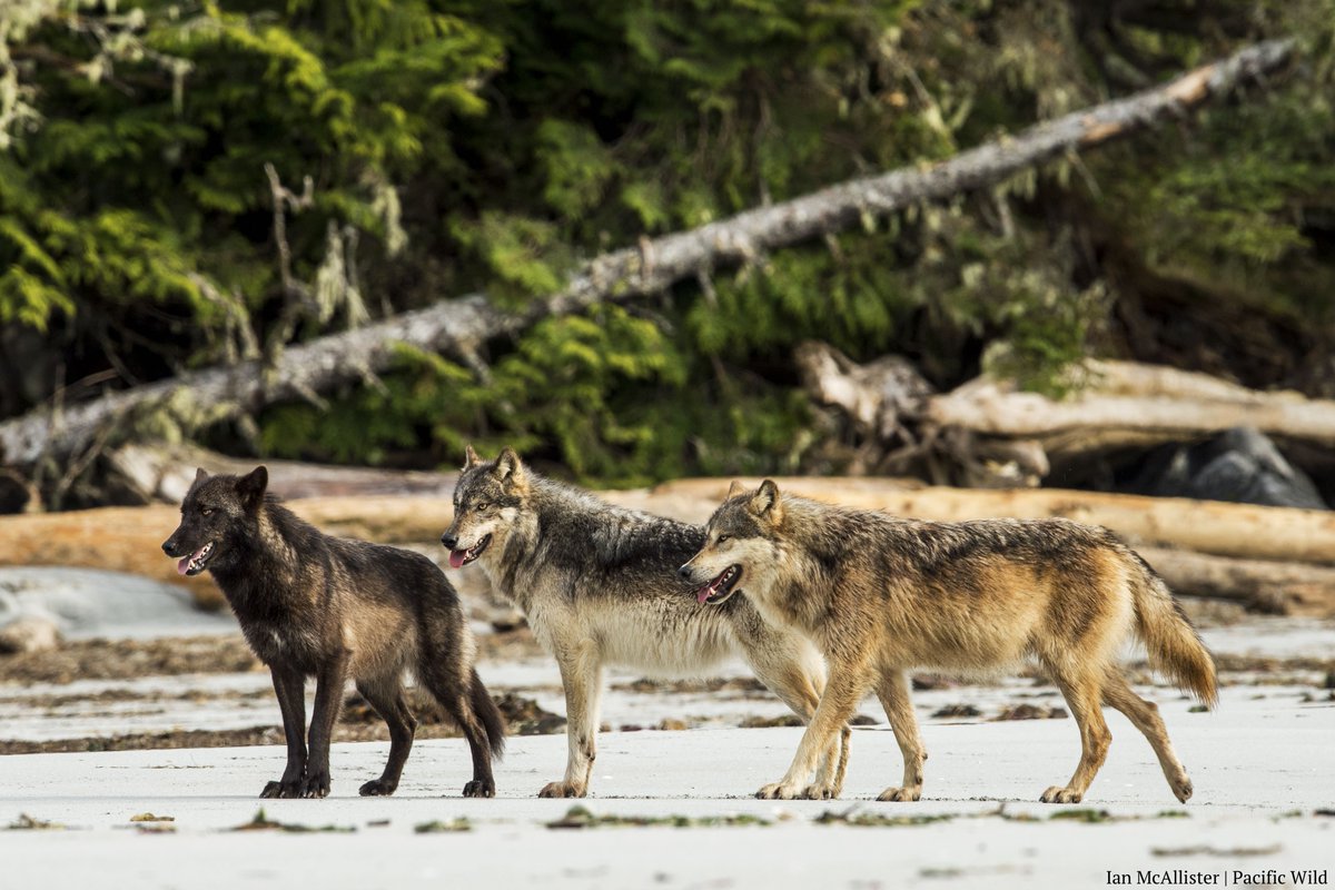 pacificwild's tweet photo. Happy #Friday, friends! Remember to turn off all your electronics when you "pack up" for the weekend. #savebcwolves https://t.co/hDAojjss4K