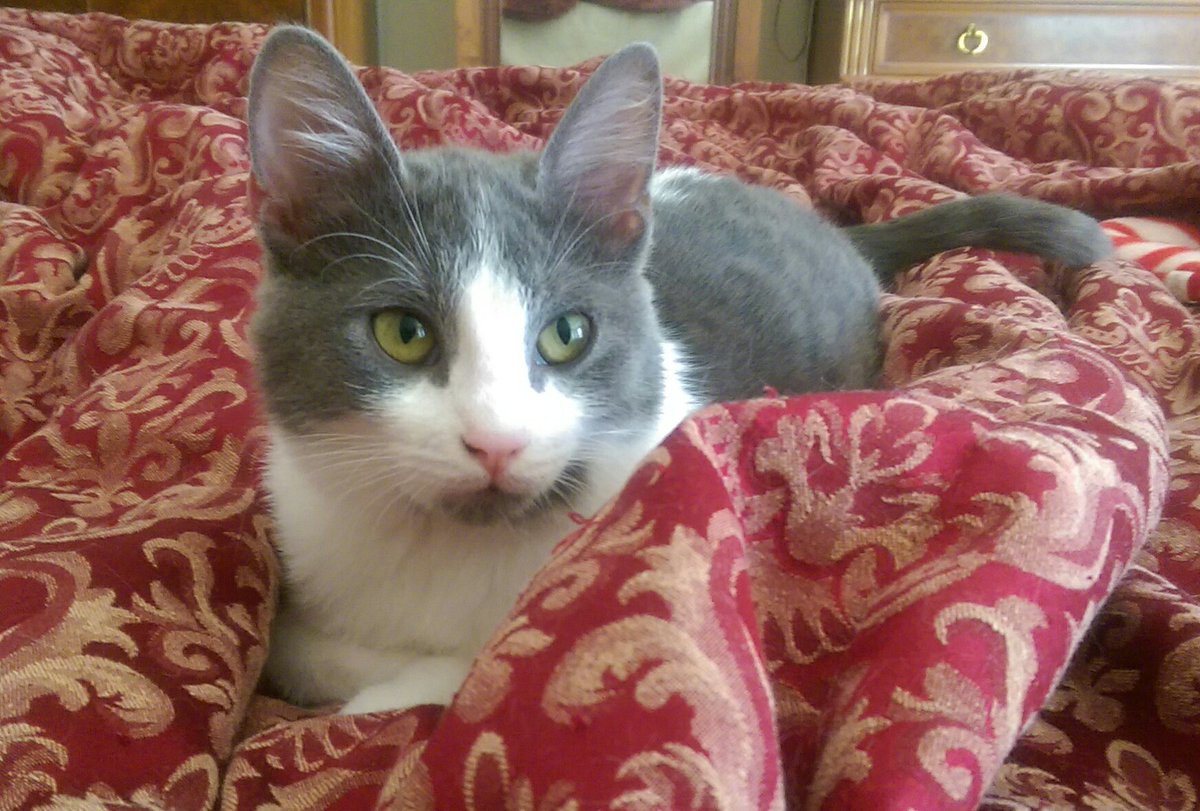 purrjamm's tweet photo. I'm practicing for #meatloaf #monday #moderncat #Lilly @mister_chivers #jellybellyfriday #yogaposes #CatsOfTwitter https://t.co/oPZnzOW9KH