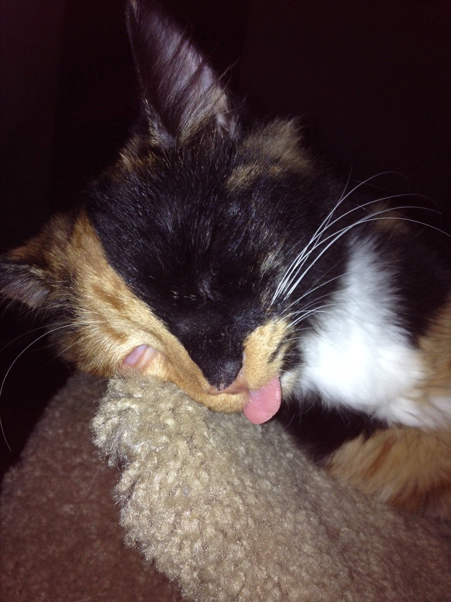 ChannelKitten's tweet photo. Gemini passed out cold , or Gemmy Zombie? You decide https://t.co/m5TIqI1H8q