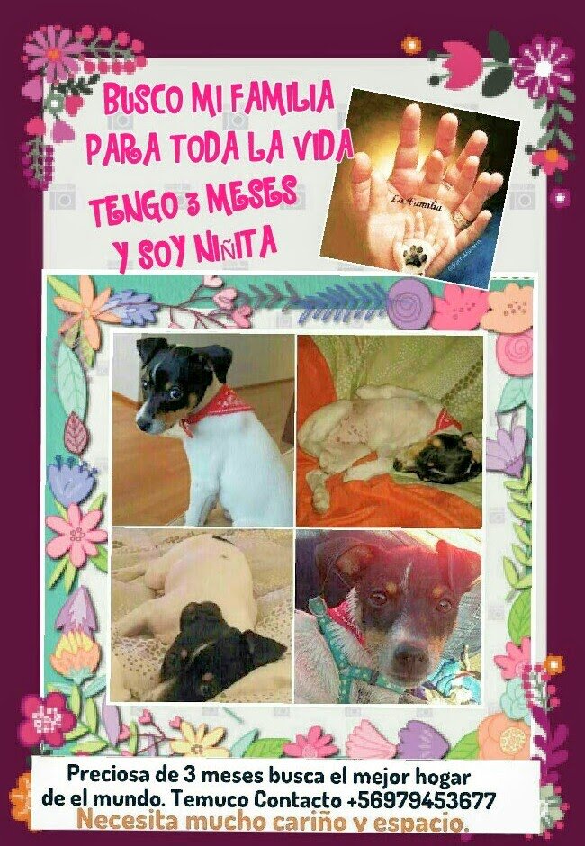 loreto1110's tweet photo. @Perros_educados @Terrier_Chileno @bartorell @adogtamecl @kattykowaleczko @soytemuco @Septima_Temuco https://t.co/ruirtnKXVV